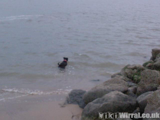 Attached picture noodle swimming lol.jpg